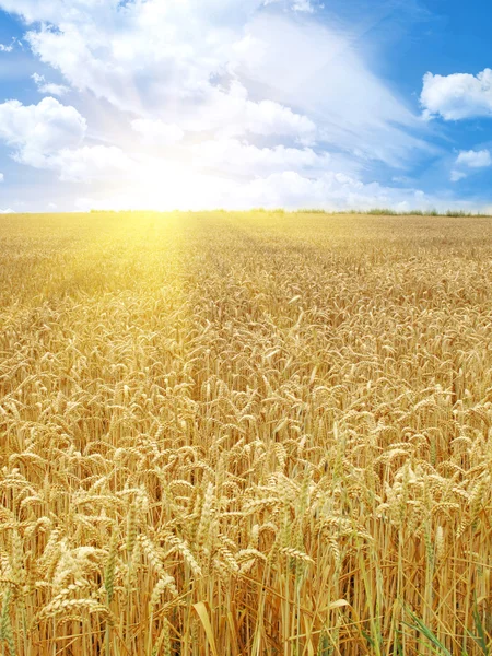 Campo de grãos e dia ensolarado — Fotografia de Stock