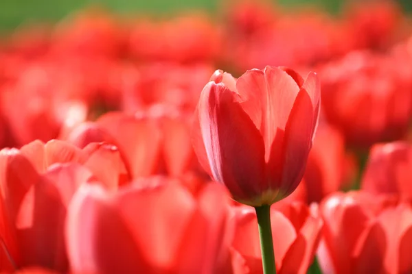 stock image Beautiful red tulips