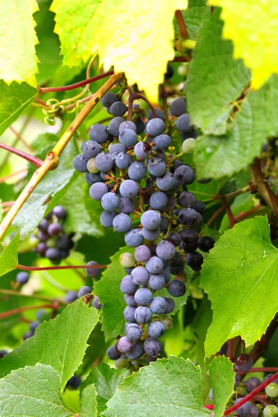 Branch of grapes — Stock Photo, Image