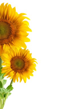 The beautiful sunflower clipart