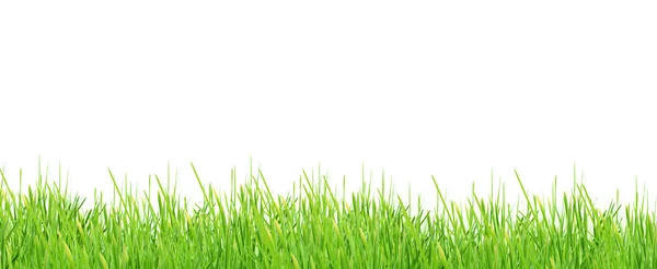 Ізольована зеленій траві — стокове фото