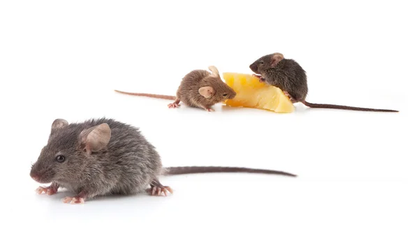 Myszy i ser — Zdjęcie stockowe