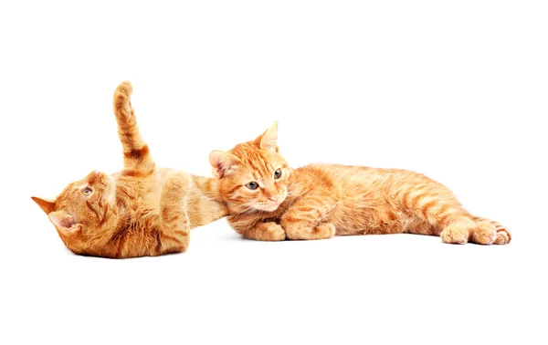 Kırmızı sevimli kedi — Stok fotoğraf