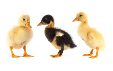 The small duckling clipart