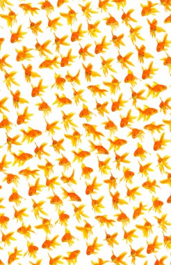 goldfishes