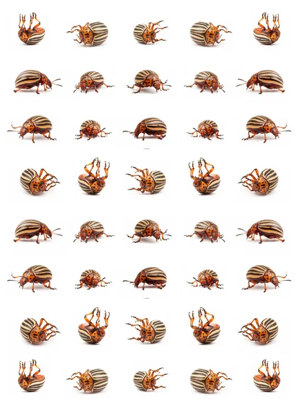 Besouros da batateira do colorado — Fotografia de Stock