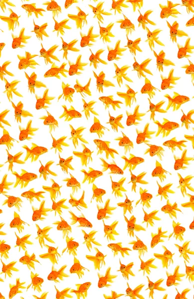 Goldfishes — Stok fotoğraf