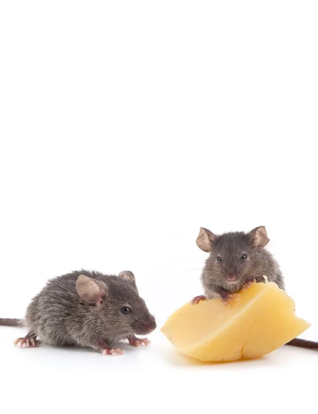 Myš a sýr — Stock fotografie