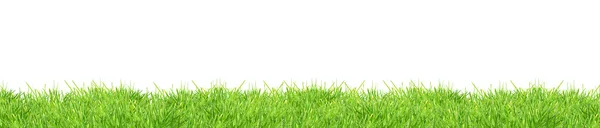 Hierba verde aislada — Foto de Stock
