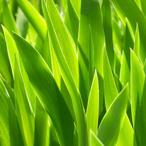 Zöld növények. — Stock Fotó