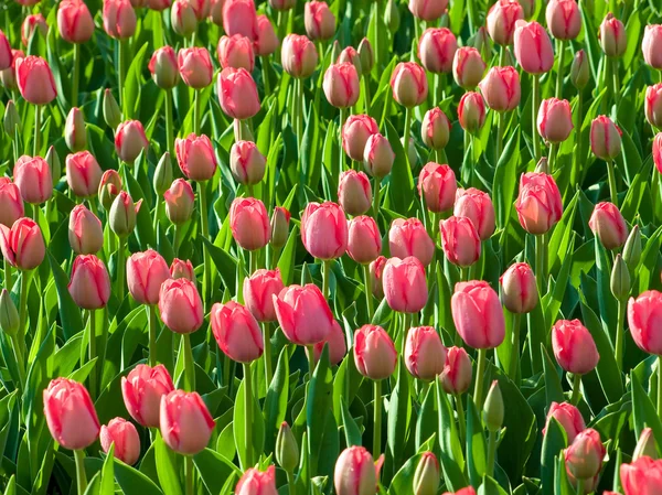 Tulipani. — Foto Stock