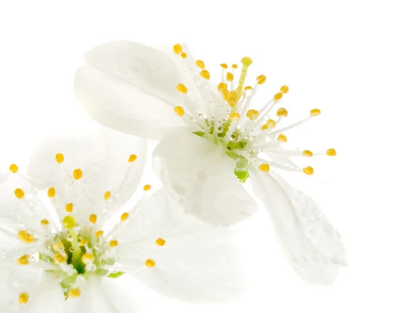 체리 꽃. — 스톡 사진