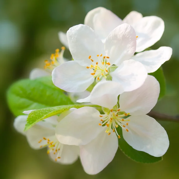 Kvetoucí jablko. — Stock fotografie