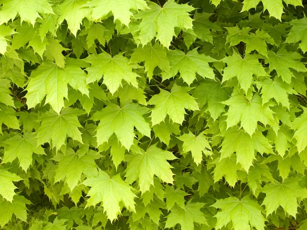 Maple leafage background. — Stock Photo, Image