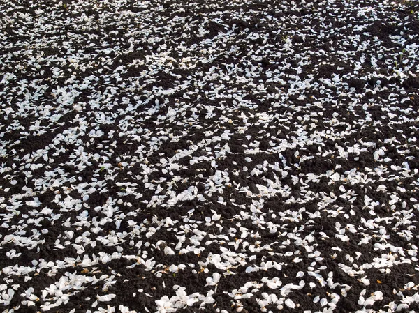 Boden mit bestreuten Apfelblättern. — Stockfoto