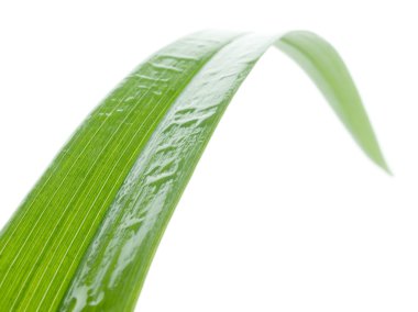 Wet blade of grass. clipart