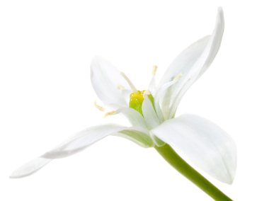 White flower. clipart