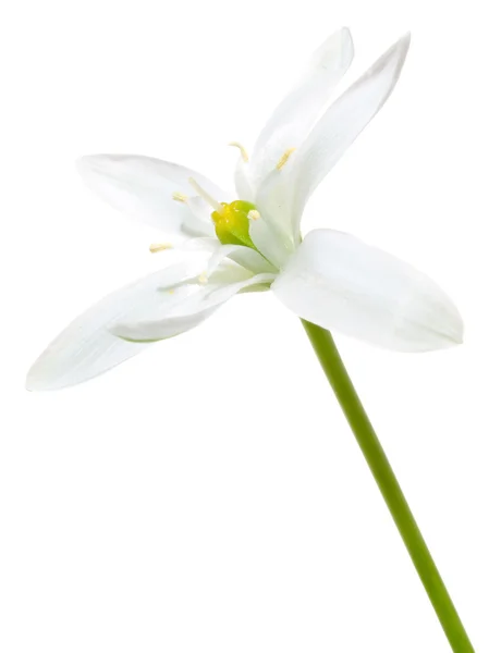 Beyaz çiçek. — Stok fotoğraf