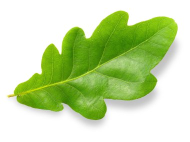 Oak leaf. clipart