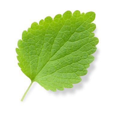 Nettle leaf. clipart