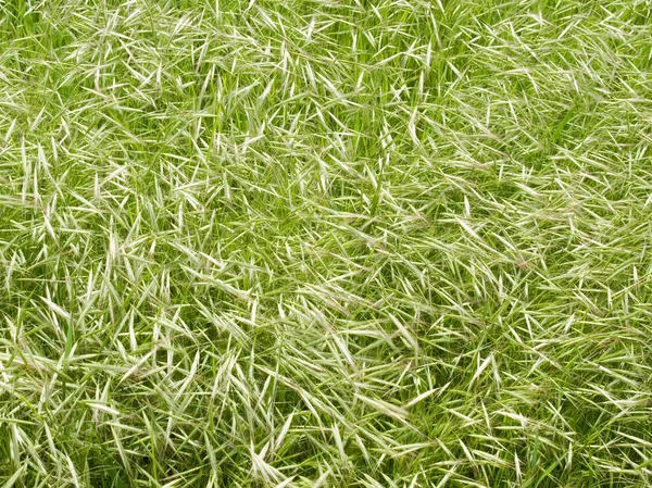 Фон травы. — стоковое фото