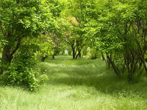 Grön grove. — Stockfoto