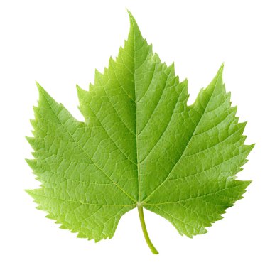 Vine leaf. clipart