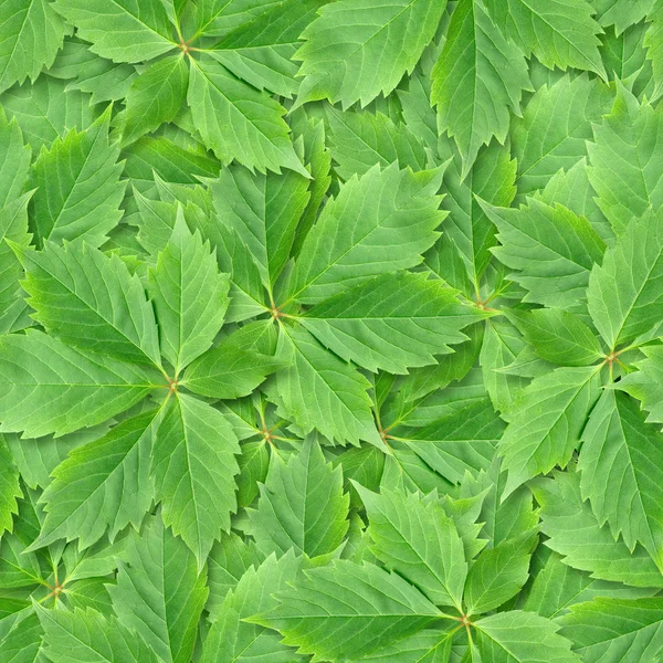 Vine leafs seamless background. — Stock Photo, Image