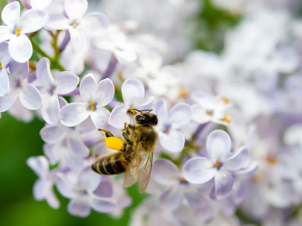 Пчела на лиловых цветах . — стоковое фото