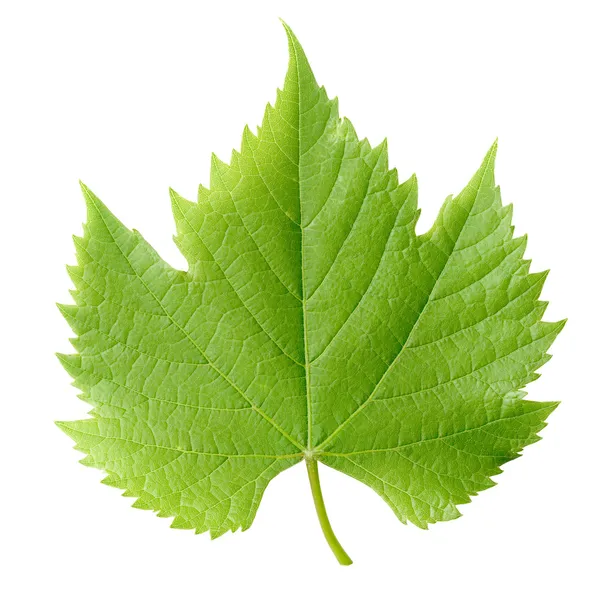 Vine leaf. — Stock Photo, Image