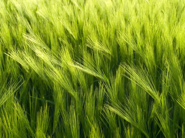 Зеленое пшеничное поле. — стоковое фото