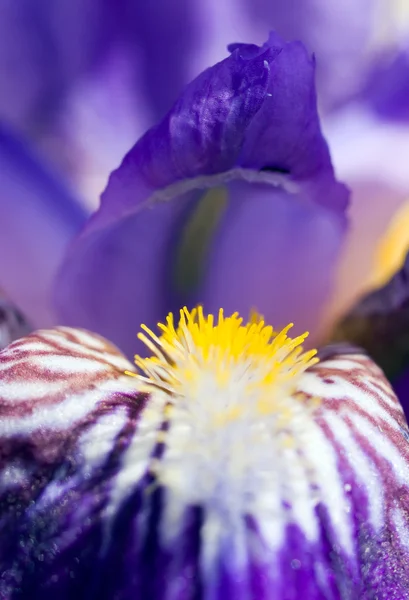 Blauwe Iris — Stockfoto