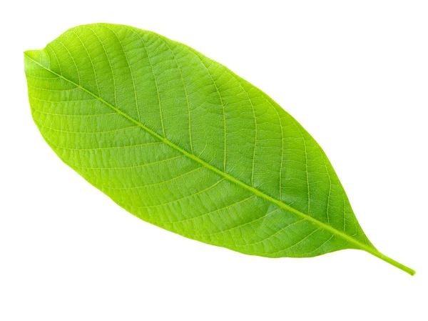 Nutwood leaf. — Stock Photo, Image