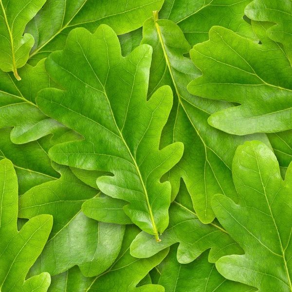 Oak leafs seamless background. — Stock Photo, Image