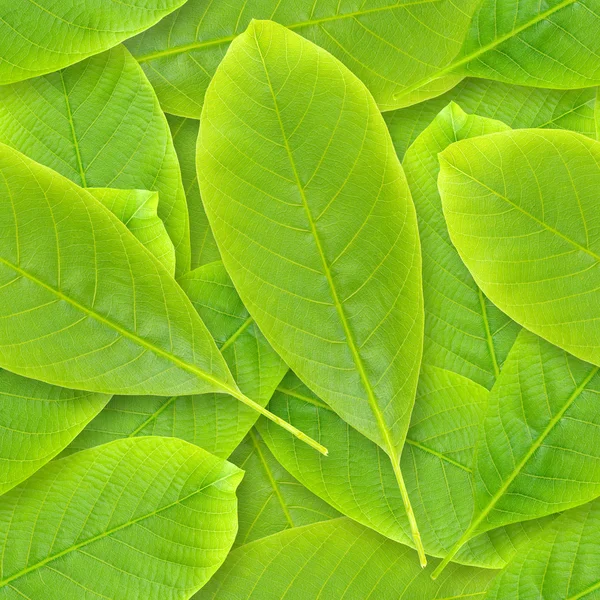 Листья орехового дерева бесшовный фон . — стоковое фото