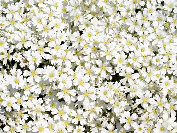 Vita blommor. — Stockfoto