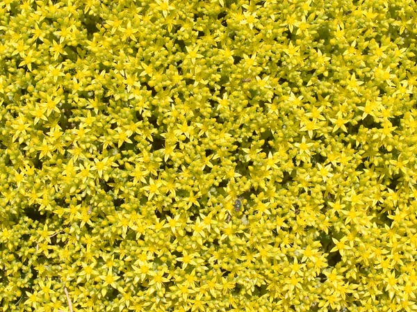 Gelbe Blüten. — Stockfoto