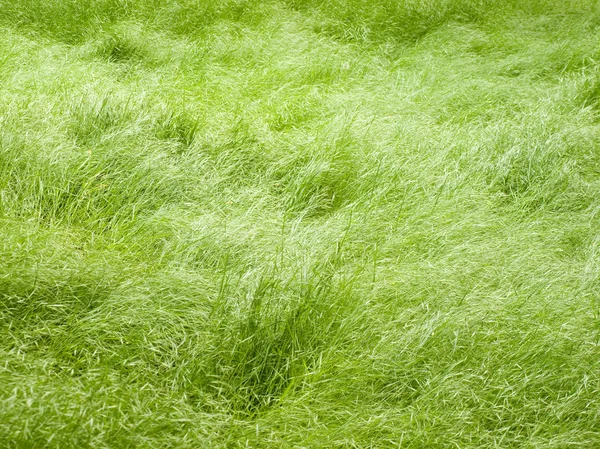 Gräs bakgrund. — Stockfoto