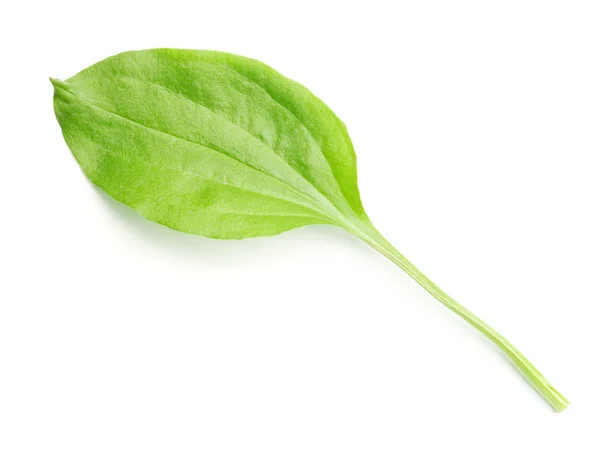 Plantain leaf isolated on white background. — Stock Photo, Image