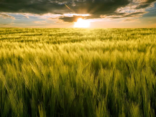 Fält och sol. — Stockfoto