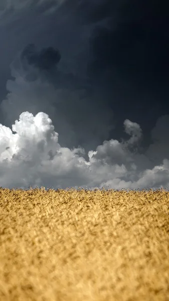 Campo de trigo. — Foto de Stock