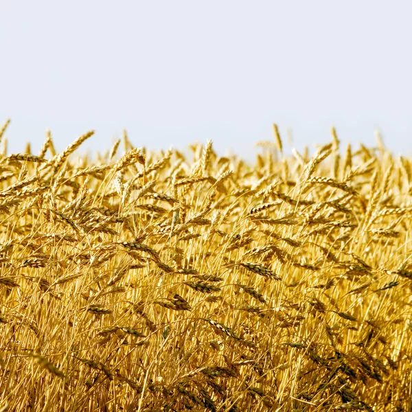 Espiga de trigo. — Foto de Stock