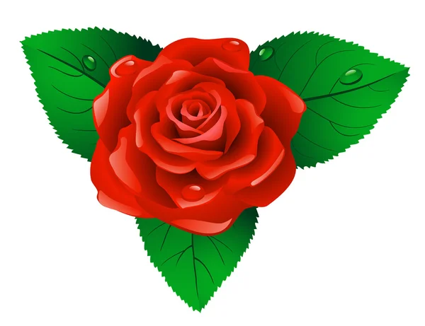 Красная роза. — стоковый вектор