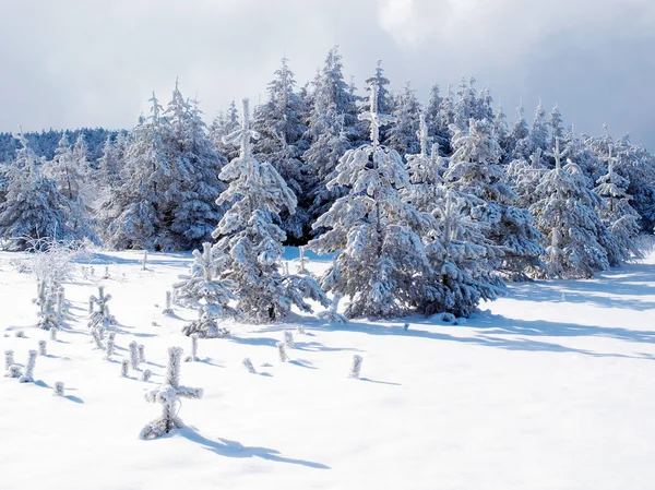 Winterlicher Wald — Stockfoto