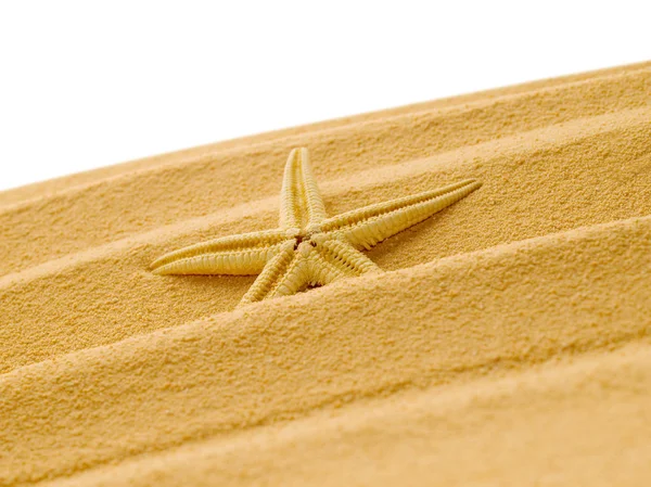 Starfish. — Stock Photo, Image