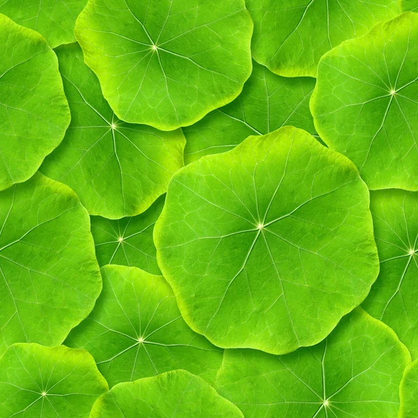 Nahtlos grüne Blätter. — Stockfoto