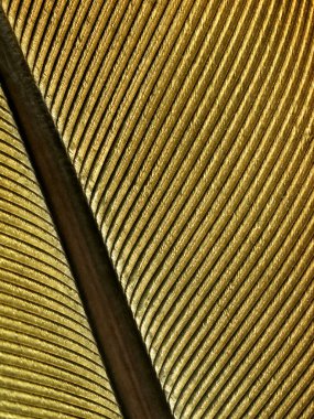 Golden feather texture. clipart