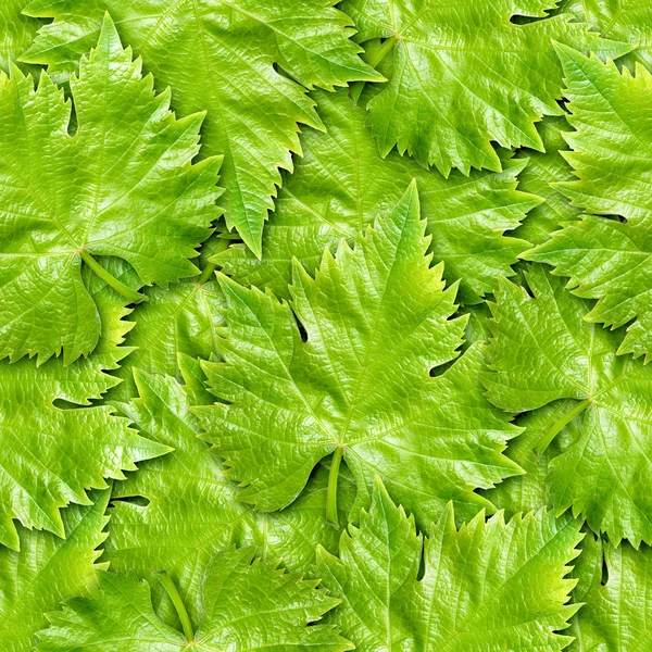 Vine leafs seamless background. — Stock Photo, Image