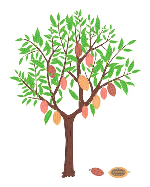 Κακάο δέντρο — Διανυσματικό Αρχείο
