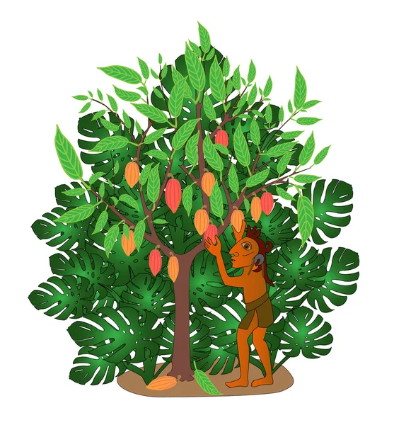 Kakaový strom — Stockový vektor
